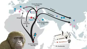 Masripithecus moghraensis y la dispersión de los homínidos coronados en el Mioceno Masripithecus moghraensis y la dispersión de los homínidos coronados en el Mioceno