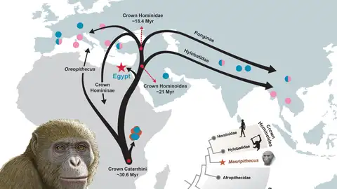 Masripithecus moghraensis y la dispersión de los homínidos coronados en el Mioceno Masripithecus moghraensis y la dispersión de los homínidos coronados en el Mioceno