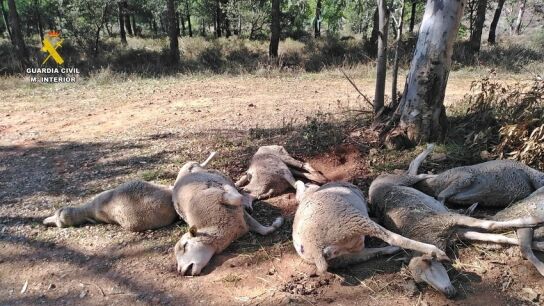 Fotograf&iacute;a de archivo de ovejas muertas