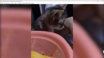 Gato