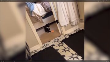 GATO