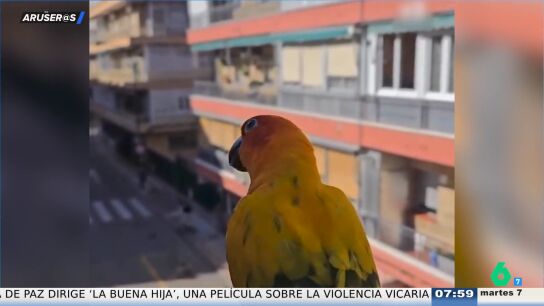 Aruseros loro