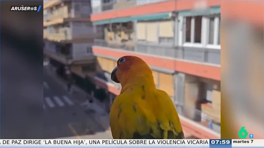 Aruseros loro Aruseros loro