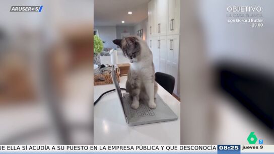 El invento que promete mantener a los gatos lejos de tu ordenador mientras trabajas desde casa