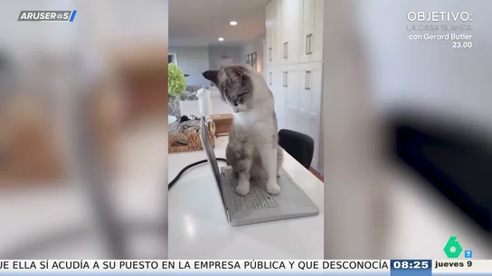 El invento que promete mantener a los gatos lejos de tu ordenador mientras trabajas desde casa El invento que promete mantener a los gatos lejos de tu ordenador mientras trabajas desde casa
