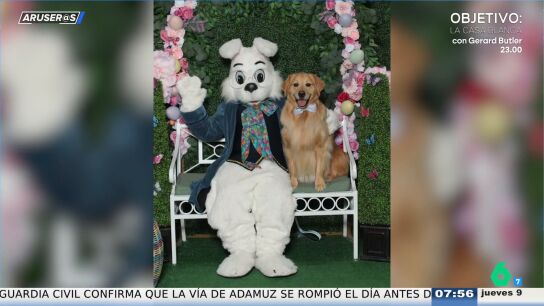 La divertida reacci&oacute;n de un Golden Retriever al intentar posar para una foto un conejo de Pascua