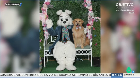 La divertida reacción de un Golden Retriever al intentar posar para una foto un conejo de Pascua La divertida reacción de un Golden Retriever al intentar posar para una foto un conejo de Pascua