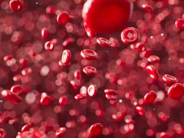 Glóbulos rojos Glóbulos rojos