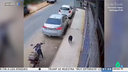 El tierno vídeo de un perro callejero que espera cada mañana a que una mujer abra su tienda El tierno vídeo de un perro callejero que espera cada mañana a que una mujer abra su tienda