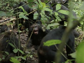 Machos del grupo occidental de los chimpanc&eacute;s de Ngogo durante un ataque en 2019