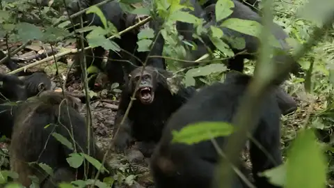 Machos del grupo occidental de los chimpancés de Ngogo durante un ataque en 2019 Machos del grupo occidental de los chimpancés de Ngogo durante un ataque en 2019