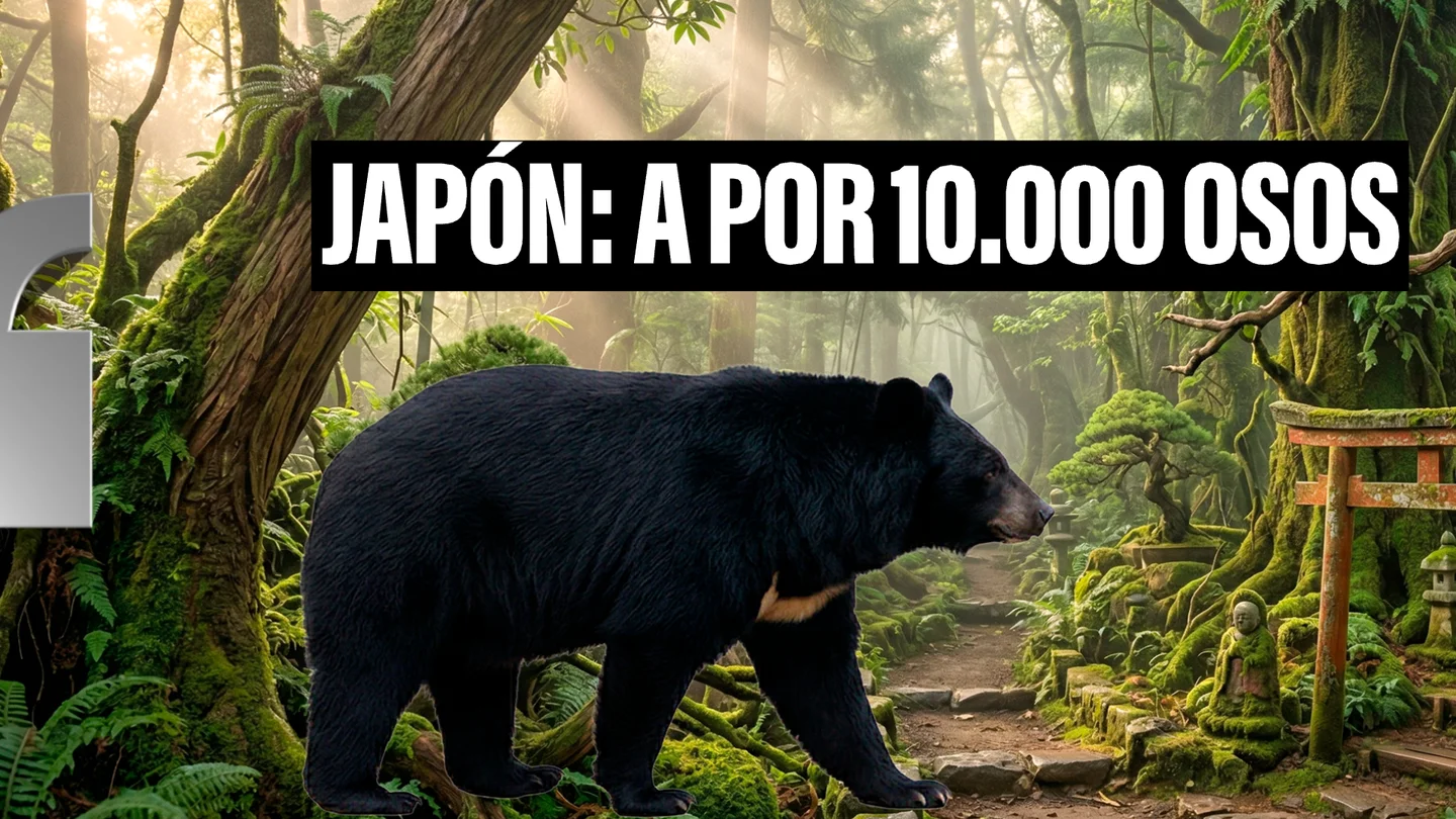 Japón va a por los osos: el plan para cazar 10.000 especímenes tras sus ataques contra humanos Japón va a por los osos: el plan para cazar 10.000 especímenes tras sus ataques contra humanos