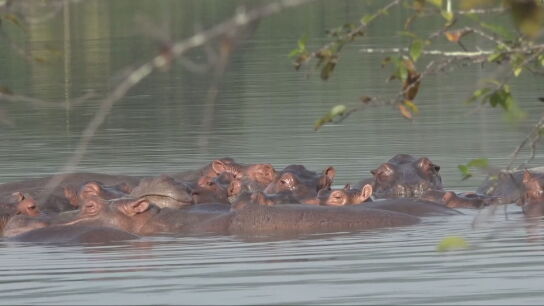 Imagen de los hipop&oacute;tamos en Colombia