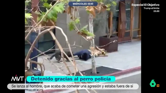 Iñaki López alucina al ver como un cachorro de perro policía reduce a un hombre: "Le ha faltado que le ponga las bridas" El animal es un K9. A pesar de su corta edad, demuestra que está muy preparado para la labor policial.
