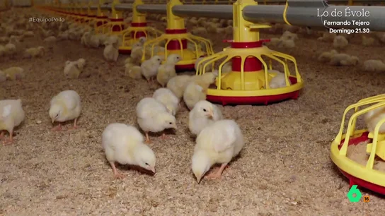 Así funcionan las granjas automatizadas de pollos: "Si los sacáramos a la calle, en 24 horas morirían" Así funcionan las granjas automatizadas de pollos: "Si los sacáramos a la calle, en 24 horas morirían"