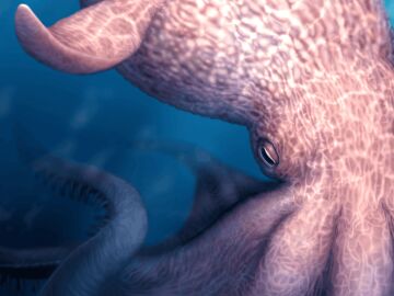 Ilustraci&oacute;n del pulpo gigante