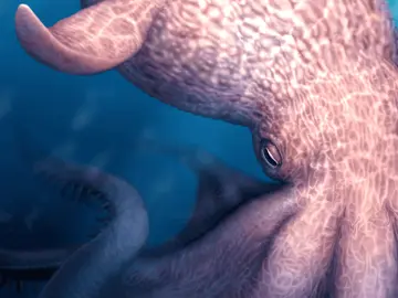 Ilustración del pulpo gigante Ilustración del pulpo gigante