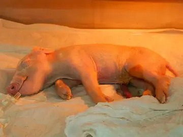 Primer cerdo clonado de América Latina Primer cerdo clonado de América Latina