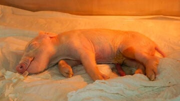 Primer cerdo clonado de Am&eacute;rica Latina