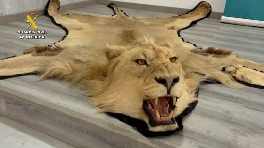 Alfombra de piel aut&eacute;ntica de le&oacute;n