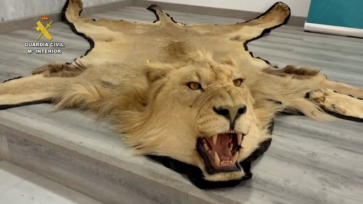 Operación 'Simbawake': la Guardia Civil investiga la venta online ilegal de alfombras de piel auténtica de león