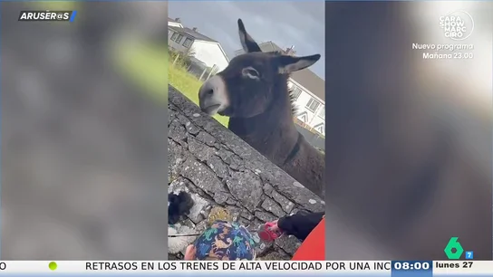 El vídeo viral del burro que reacciona con "buen ritmo" cuando unos niños le cantan 'Three Little Birds' El vídeo viral del burro que reacciona con "buen ritmo" cuando unos niños le cantan 'Three Little Birds'