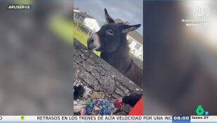 El v&iacute;deo viral del burro que reacciona con "buen ritmo" cuando unos ni&ntilde;os le cantan 'Three Little Birds'