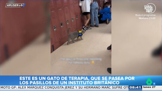  As&iacute; es el gato de terapia que pasea por un instituto de Reino Unido para contribuir al bienestar de los j&oacute;venes