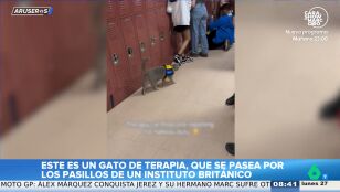  As&iacute; es el gato de terapia que pasea por un instituto de Reino Unido para contribuir al bienestar de los j&oacute;venes