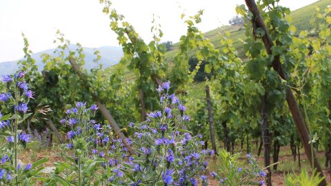 Viñedo de Alsacia en primavera
