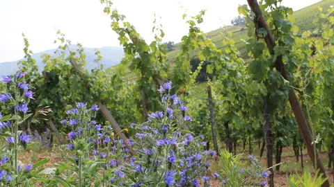 Viñedo de Alsacia en primavera Viñedo de Alsacia en primavera
