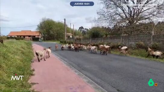 La se&ntilde;ora tiene 80 cabras que deja sueltas por el pueblo. Los animales se comen todos los cultivos y, adem&aacute;s, han estado a punto de provocar accidentes debido a que pasean tambi&eacute;n por la carretera. 