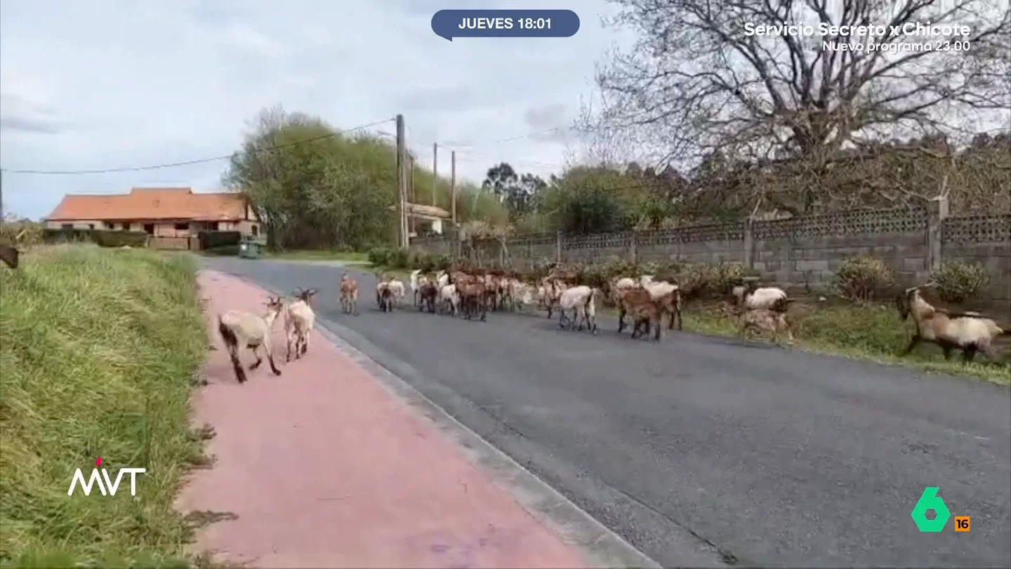 Un rebaño de cabras y su dueña ponen en jaque a los vecinos de Mugardos (A Coruña) La señora tiene 80 cabras que deja sueltas por el pueblo. Los animales se comen todos los cultivos y, además, han estado a punto de provocar accidentes debido a que pasean también por la carretera.