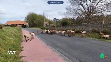Un reba&ntilde;o de cabras y su due&ntilde;a ponen en jaque a los vecinos de Mugardos (A Coru&ntilde;a)