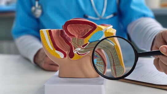 Aparato reproductor masculino