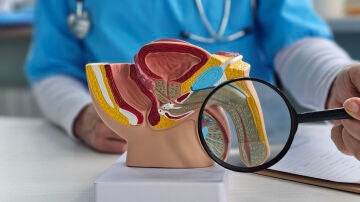 Aparato reproductor masculino