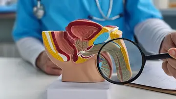 Aparato reproductor masculino Aparato reproductor masculino