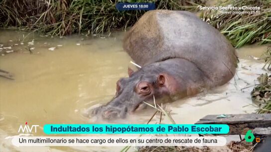 80 de los hipop&oacute;tamos que pertenec&iacute;an al narcotraficante colombiano y que estaban a punto de ser sacrificados ser&aacute;n 'rescatados' por Anant Ambani, hijo del hombre m&aacute;s rico de Asia, que los acoger&aacute; en su refugio de animales.