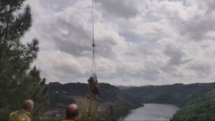 Rescate de vacas en Galicia