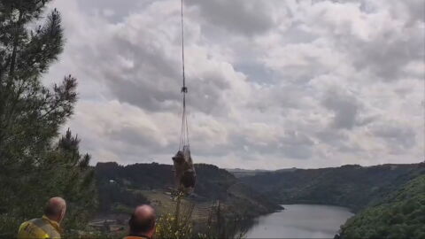 Rescate de vacas en Galicia