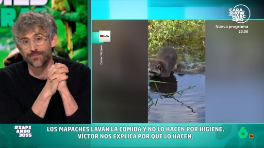 Estos animales, como cuenta el veterinario, a pesar de su aspecto simp&aacute;ticos son una de las mayores especies invasoras de nuestro pa&iacute;s. Algra explica que se pusieron de moda en Espa&ntilde;a en los a&ntilde;os 90 como mascota ex&oacute;tica. 