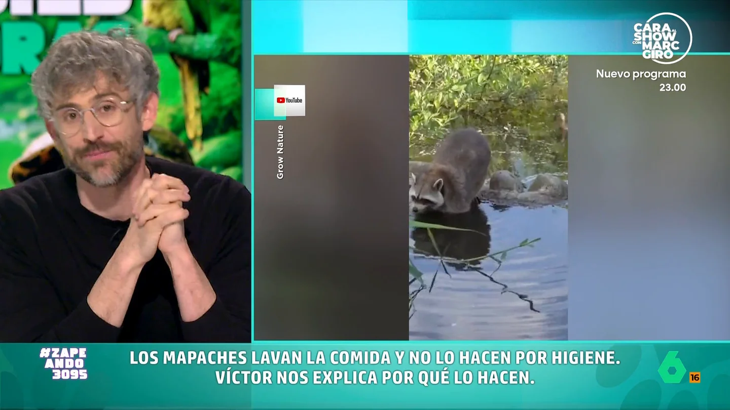 ¿Por qué los mapaches lavan la comida? El veterinario Víctor Algra explica este curioso comportamiento Estos animales, como cuenta el veterinario, a pesar de su aspecto simpáticos son una de las mayores especies invasoras de nuestro país. Algra explica que se pusieron de moda en España en los años 90 como mascota exótica.