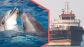 La cruel y despiadada arma de Ir&aacute;n en Ormuz: delfines kamikazes que explotar&iacute;an al paso de los buques