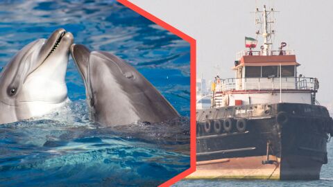 La cruel y despiadada arma de Ir&aacute;n en Ormuz: delfines kamikazes que explotar&iacute;an al paso de los buques