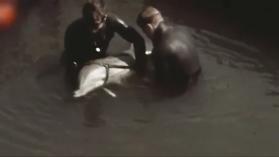 La cruel y despiadada arma de Irán en Ormuz: delfines kamikazes que explotarían al paso de los buques La cruel y despiadada arma de Irán en Ormuz: delfines kamikazes que explotarían al paso de los buques