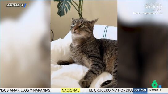 El v&iacute;deo de la divertida reacci&oacute;n de un gato al ver el "baile sexy" de su due&ntilde;o