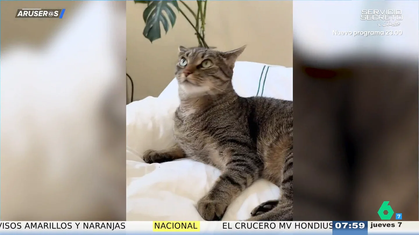El vídeo de la divertida reacción de un gato al ver el "baile sexy" de su dueño El vídeo de la divertida reacción de un gato al ver el "baile sexy" de su dueño