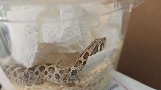 La Guardia Civil investiga el env&iacute;o irregular por paqueter&iacute;a de una serpiente viva desde M&aacute;laga hasta Navarra