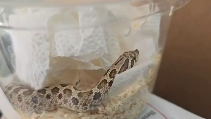 La Guardia Civil investiga el env&iacute;o irregular por paqueter&iacute;a de una serpiente viva desde M&aacute;laga hasta Navarra