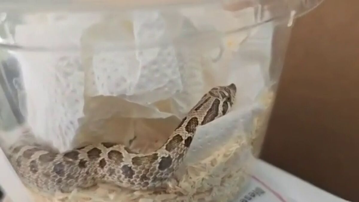 La Guardia Civil investiga el envío irregular por paquetería de una serpiente viva desde Málaga hasta Navarra